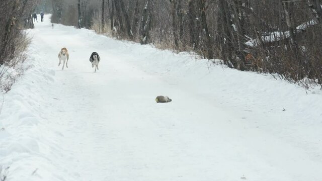 greyhound dogs run after a hare