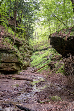 Hiking Trails At Turkey Run State Park In Indiana USA