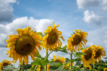 Row of large golden sunflowers