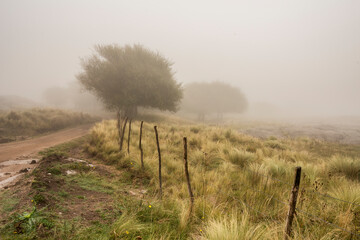 fence, road and trees