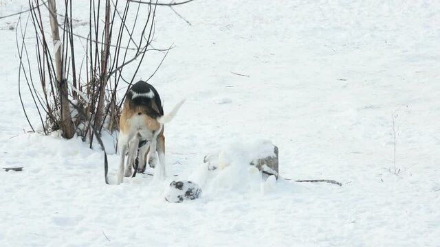 russian piebald hound walks in winter