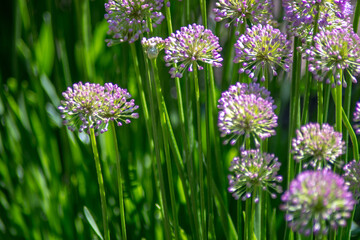 Showy  pink allium flowers in a garden