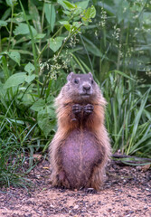 groundhog standing at the edge of woods begging for food