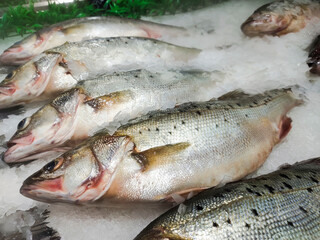 Fresh sea bass on the market close up.