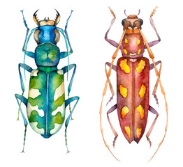 Watercolor colorful beetles, animal bugs. Hand painted insect illustration isolated on white background.
