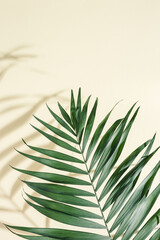 Summer minimal background with natural green palm leaves with sun shadows. Pastel colored aesthetic photo with palm plant.