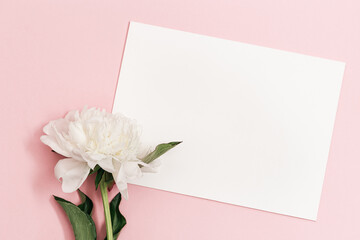 White peony flower and clear paper on pink background. Flowery postcard for summer holiday