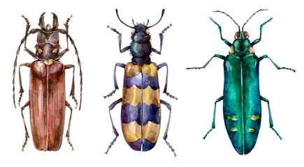 Watercolor set of colorful beetles, animal bugs. Hand painted insect illustration isolated on white background. © Екатерина Роменская