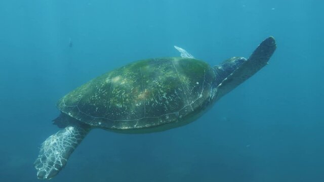 Underwater footage of a large Sea Turtle swimming slowly through the blue ocean with sunlight flickering on its green algae covered shell captured in 50fps high resolution