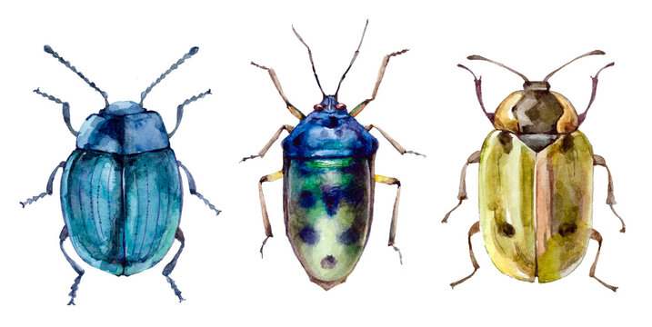 Watercolor set of colorful beetles, animal bugs. Hand painted insect illustration isolated on white background.