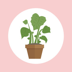 Indoor plant vector illustration with large leaves