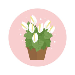 Spathiphyllum, f homeplant color flat icon illustration