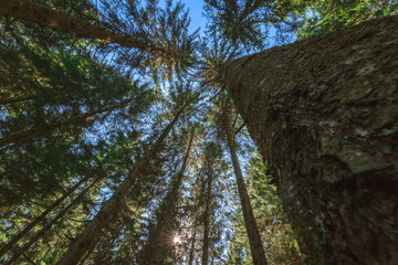 Fototapeta premium Forêt du Semnoz