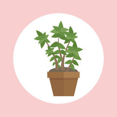 Indoor plant vector illustration with large leaves