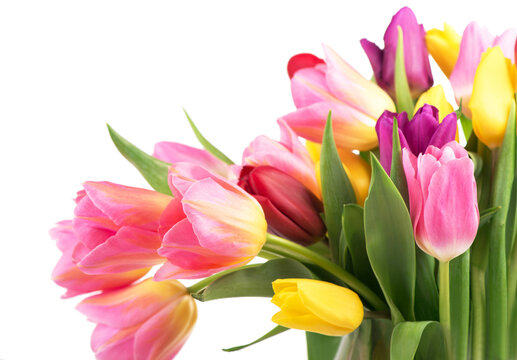 Many beautiful colorful tulips with leaves in a glass vase isolated on transparent background. Horizontal photo with fresh spring flowers for any festive design