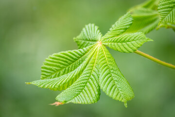 Green Chestnut Leaves in beautiful light. Spring season, spring colors.