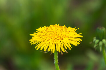 Field of yellow dandelions. Taraxacum officinale, the common dandelion
