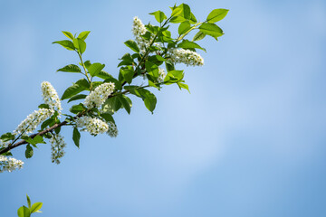 Bird cherry branches with white flowers on a background of blue sky.