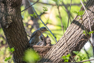 Thrush fieldfare, Turdus pilaris, in a nest with chicks