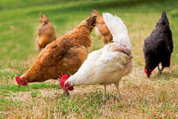 Rooster and chickens grazing on the grass.