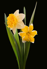 flowers of daffodils on a black background.