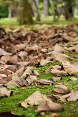 森の大きな落ち葉