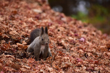 落ち葉の上を走り回るエゾリス