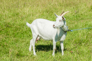 Obraz premium Cute white goat graze on the meadow with fresh green grass in the village. Organic animal husbandry.