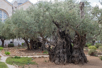 Old olive trees in the garden of Gethsemane, Jerusalem