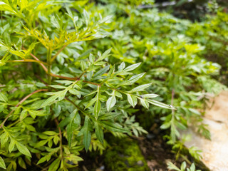 Obraz premium Kenikir leaves, tropical plants that are easy to grow, usually processed as a traditional Asian food salad.