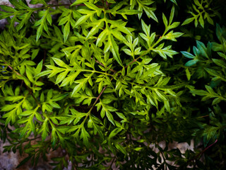Naklejka na ściany i meble Leaves background texture of kenikir plants.