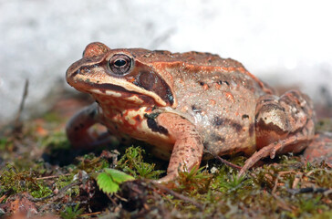 Beautiful grass frog in natural habitat close-up. 