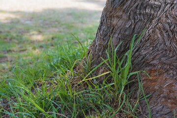 Green grass next to a tree in the middle of the forest, the brown texture of the trunk is in the foreground
