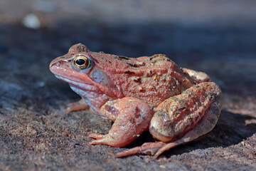 Beautiful grass frog in natural habitat close-up. 