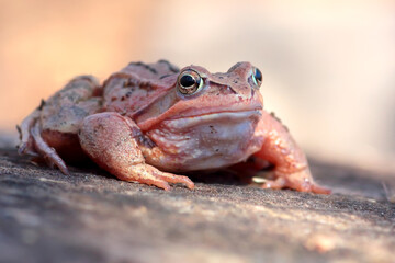Beautiful grass frog in natural habitat close-up. 