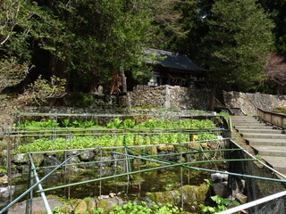 Fototapeta na wymiar 大滝神社