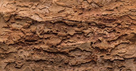 grunge wood texture, affected by weather, bark beetle and termites