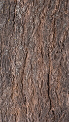 Abstract tree bark texture with high detail and volumetric light