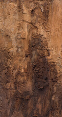 grunge wood texture, affected by weather, bark beetle and termites