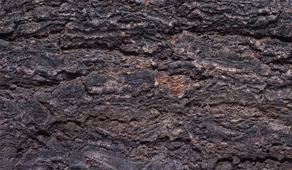 Abstract tree bark texture with high detail and volumetric light