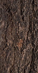 Abstract tree bark texture with high detail and volumetric light