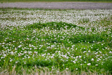 クローバーの白い花の野原