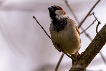 An adult male house sparrow (Passer Domesticus) is perching on a leafless branch alone in winter. It has red light brown and darker brown furs in his plumage. It has dark colored beak and eyes.