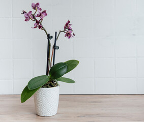 Closeup of purple phalaenopsis orchid in pot