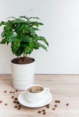 Sprouts of coffee plant tree in a pot, cup of coffee and roasted coffee beans