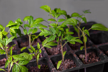 Green tomato seedlings in container with dark soil