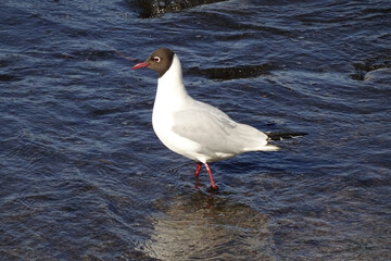 A seagull walking in the sea with white foam, red beak, sunny day