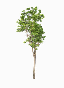 A separate tree on a white background, a collection of tree.