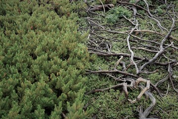 北アルプス登山、マツと枝