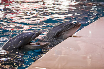 Dolphins swim in the pool of the dolphinarium